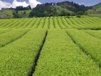 Bio Matcha Hananokaori, Ceremonial Grade, Super-Premium 5 Bio Matcha Hananokaori, Ceremonial Grade, Super-Premium – Bild 3