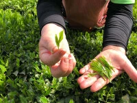 Sencha Kabuse Kirifuda, Bio, Super-Premium 10 Sencha Kabuse Kirifuda, Bio, Super-Premium – Bild 8